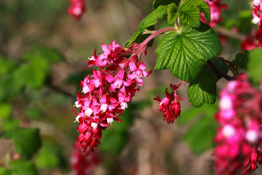 Фотография автора Mohana Murali Krishna Kavutharapu