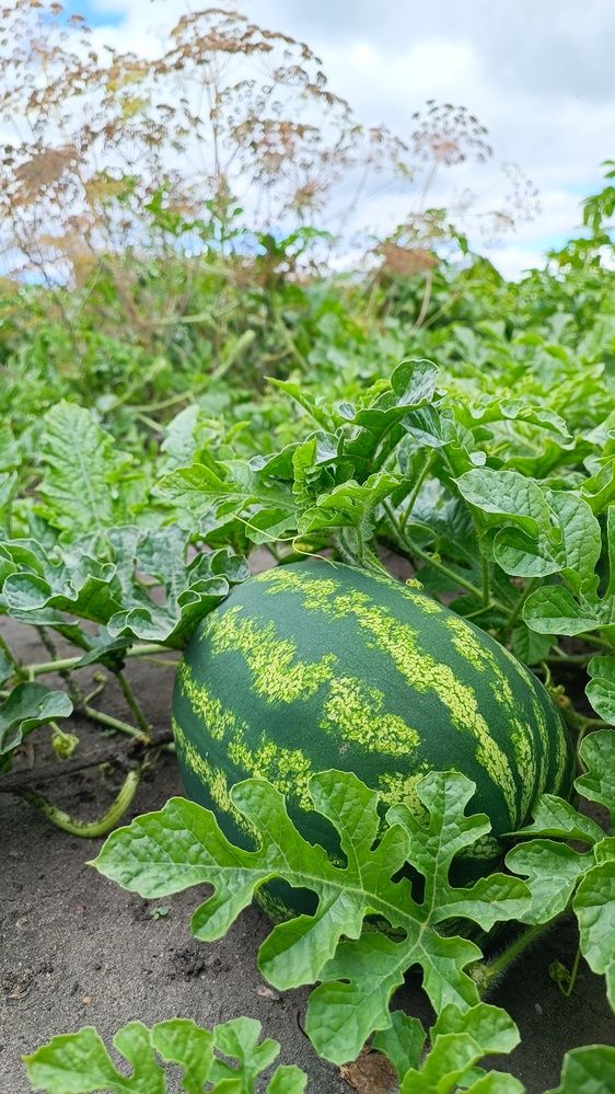 Огородный урожай