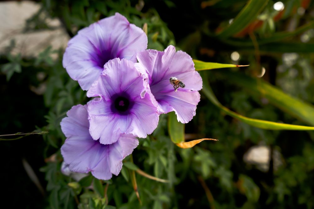 Photograph by Cristian Alexander Arredondo Murillo