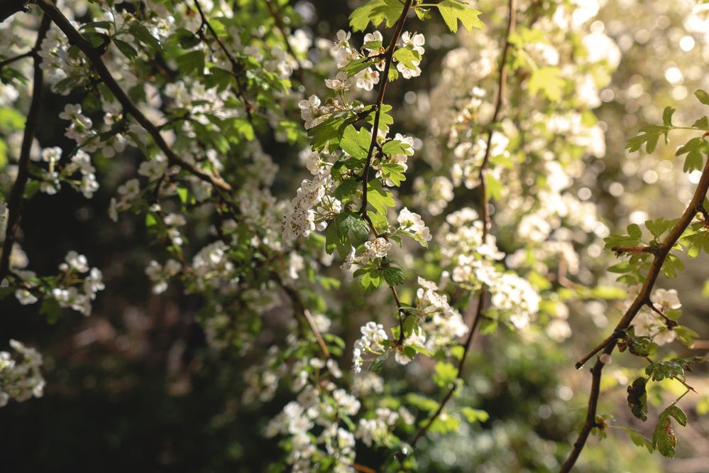 Photograph by Cristian Alexander Arredondo Murillo