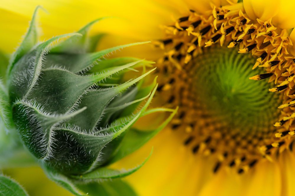 Sharing Soft Secrets