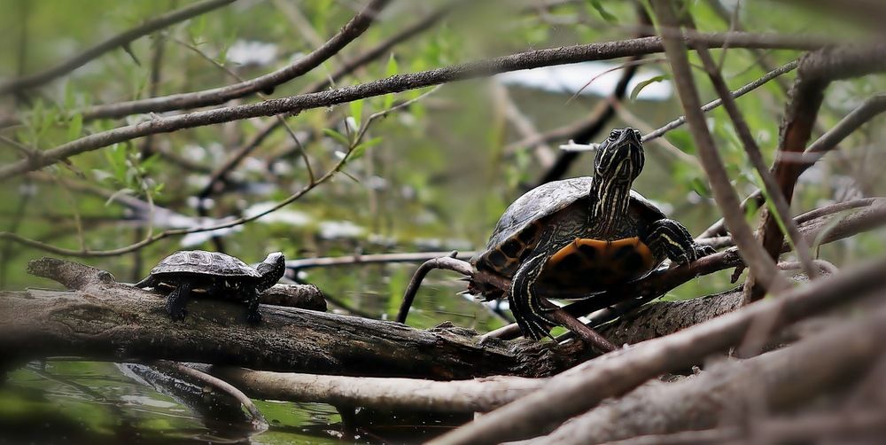 Photograph by Sergey Platonoff