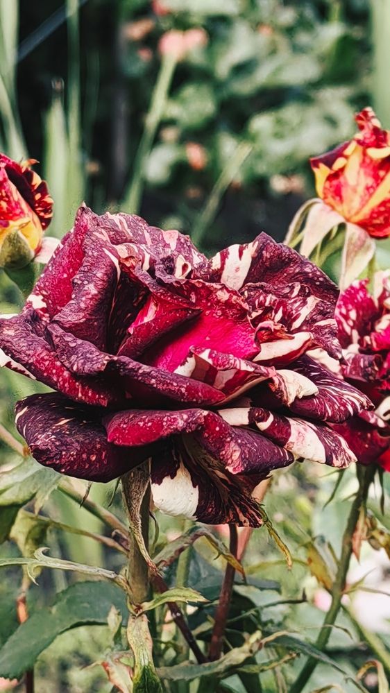 Photograph by Арина Черникова