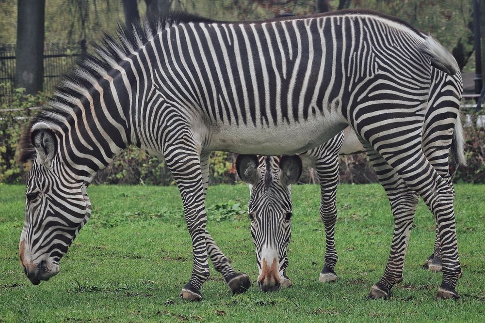 Фотография автора Елена Кириллова