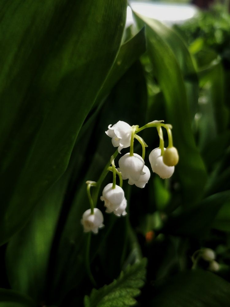Photograph by Маннанова Ляйсан