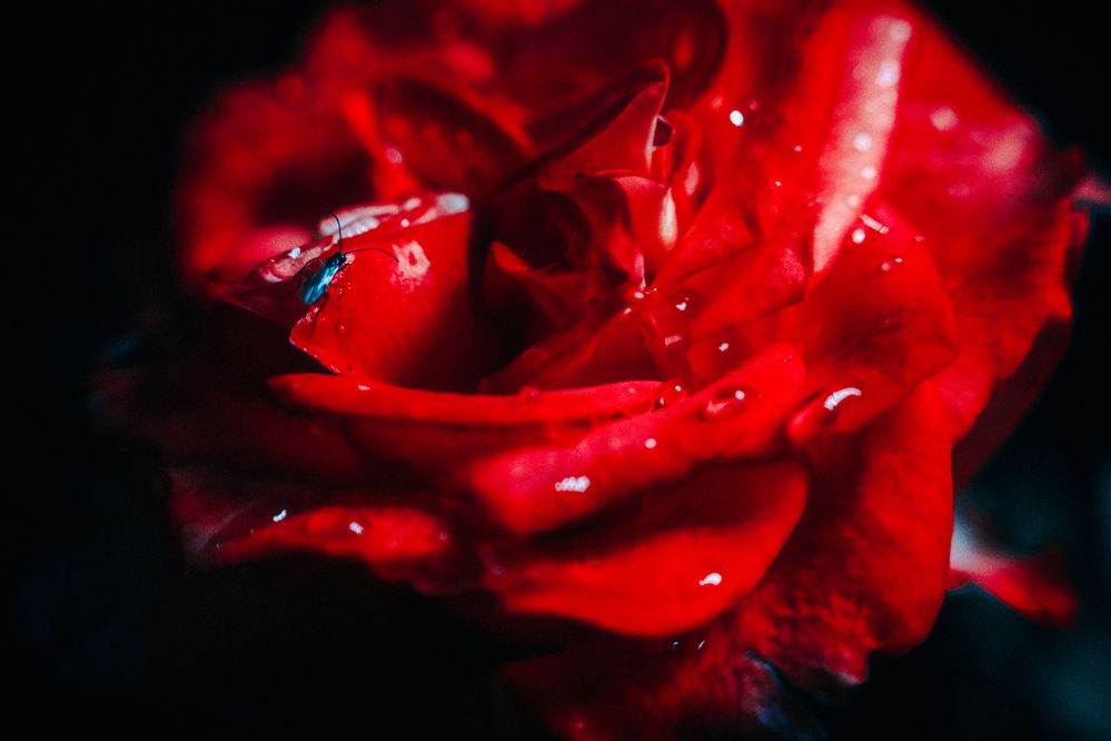 Photograph by Denis Naryshev