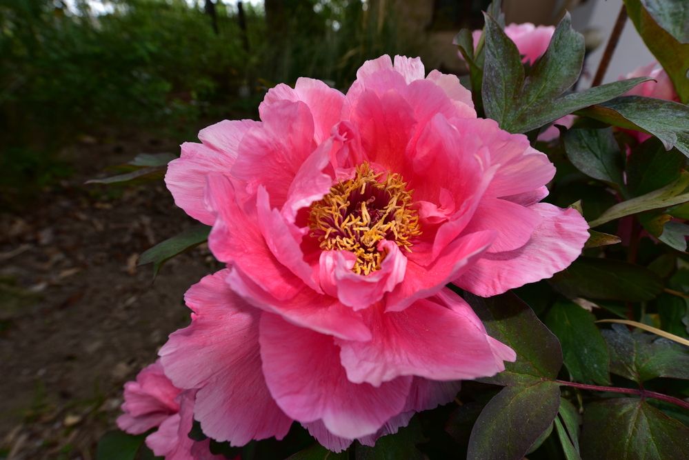 Photograph by Светлана Ивановна