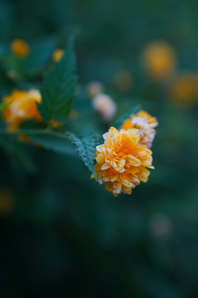 Фотография автора Екатерина Ефанова