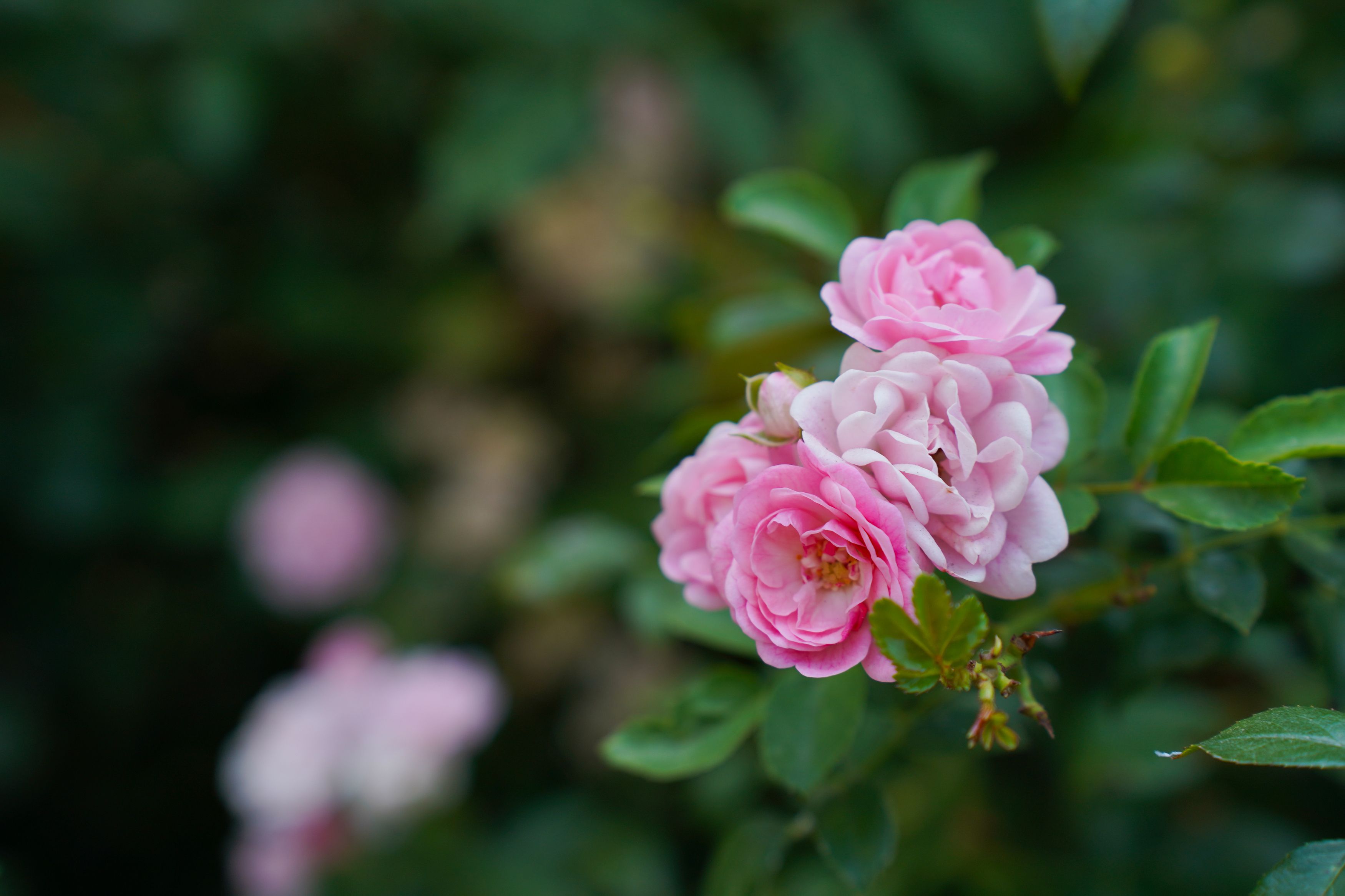 Фотография автора Екатерина Ефанова