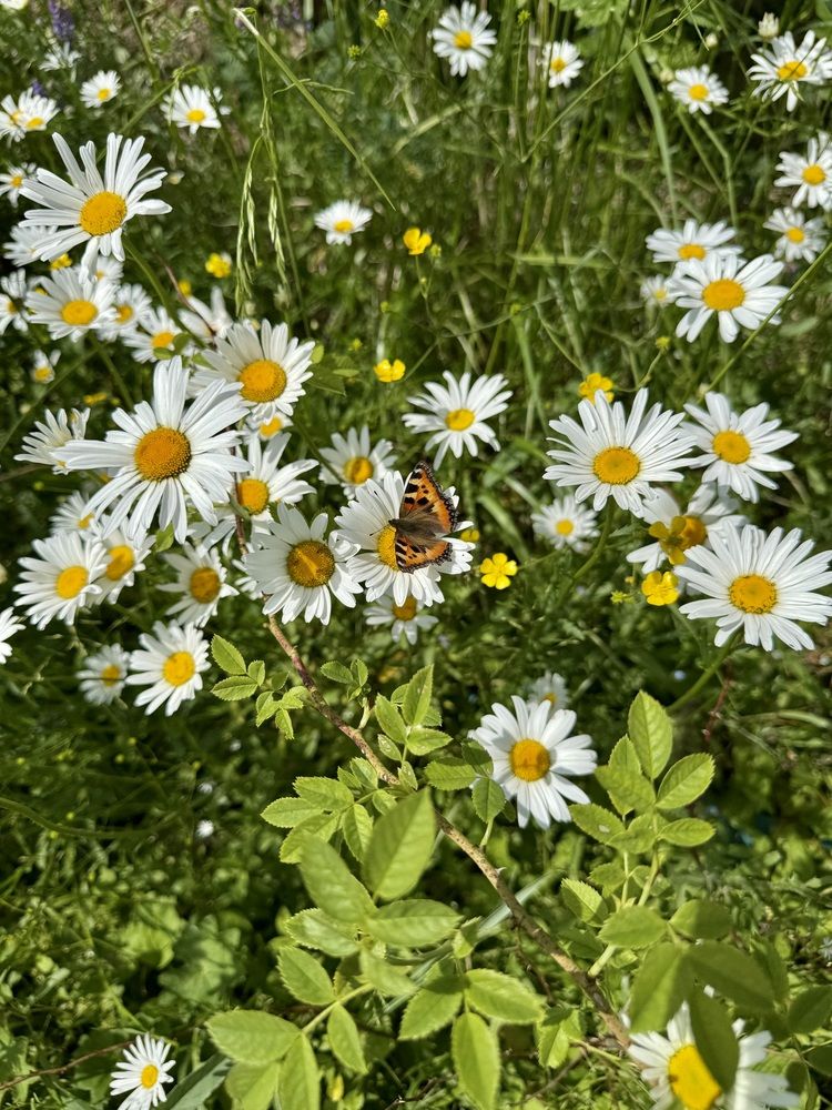 Ромашки и бабочка