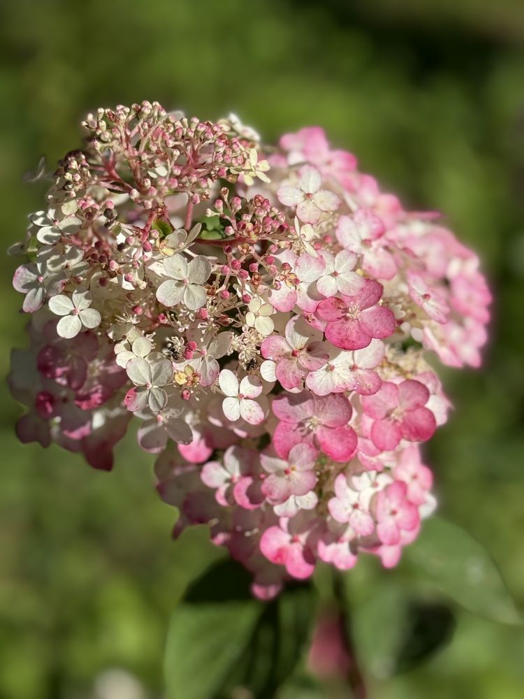 Цветок для невесты