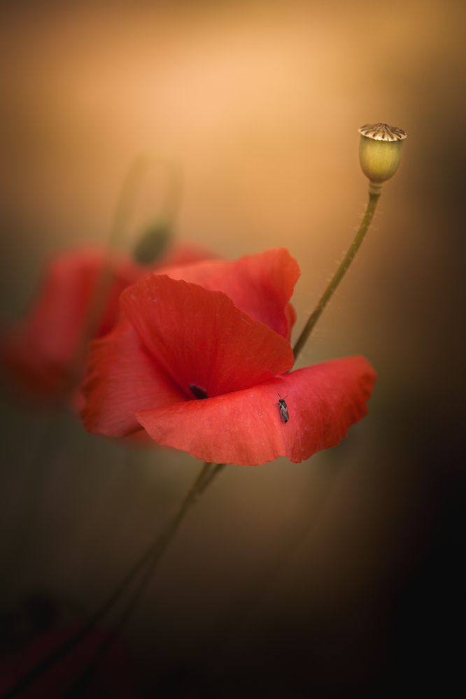 Photograph by Анна Тен