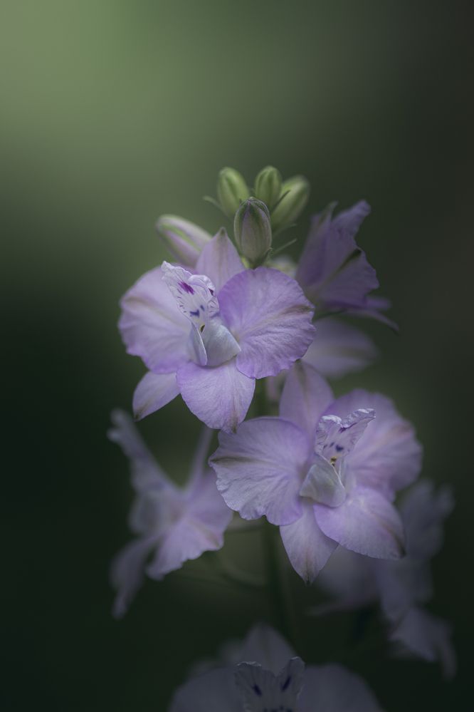 Photograph by Анна Тен