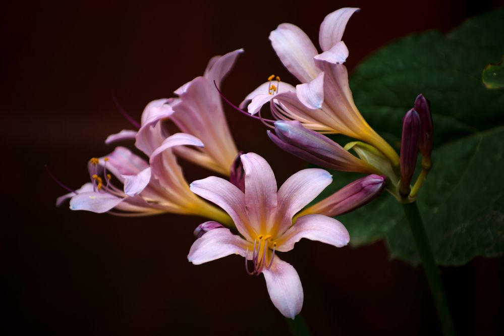 Ликорис чешуйчатый