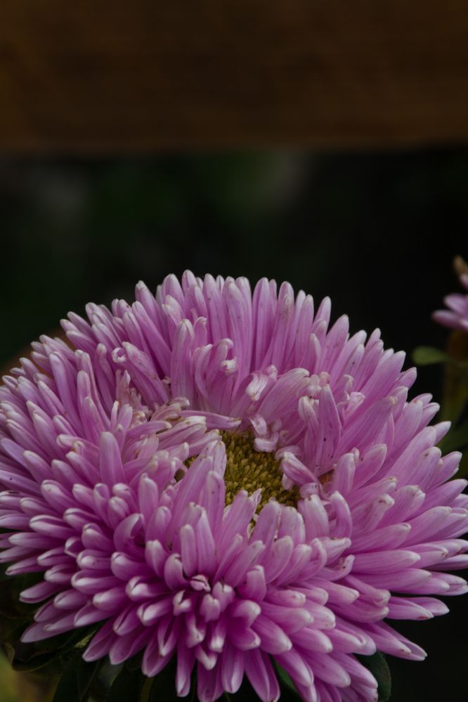 Photograph by Кристина Родина