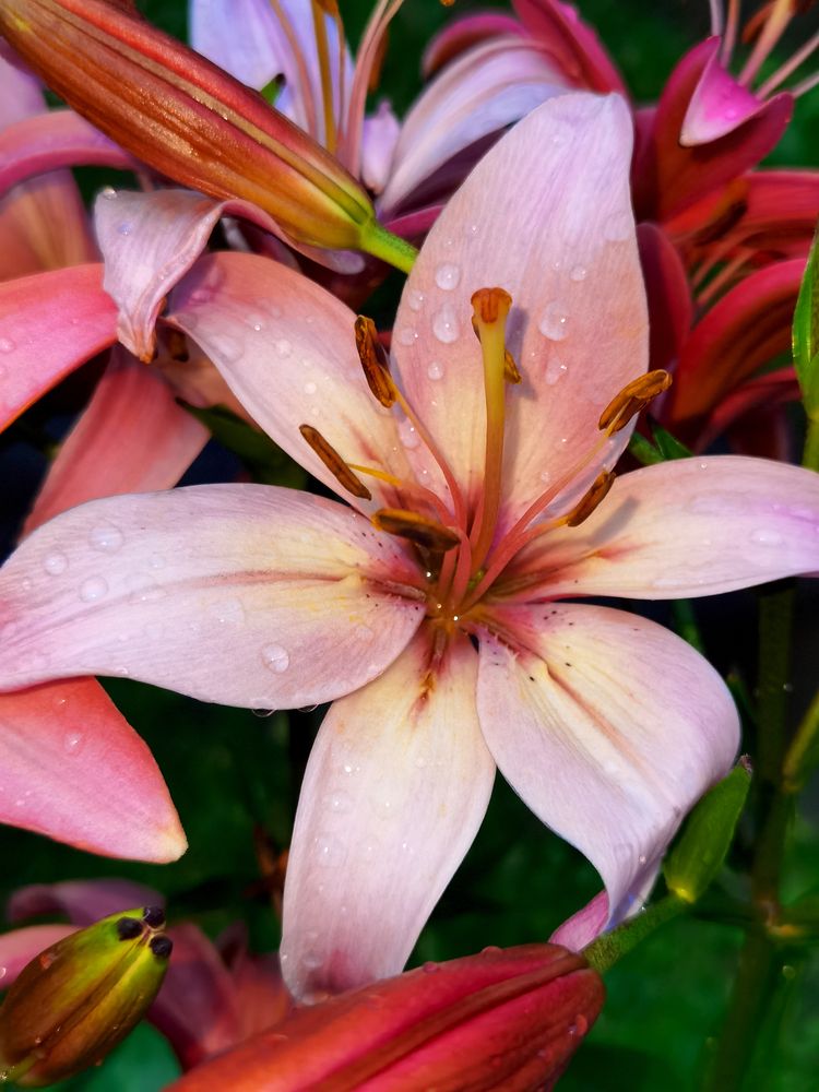 Photograph by Серафима Силина