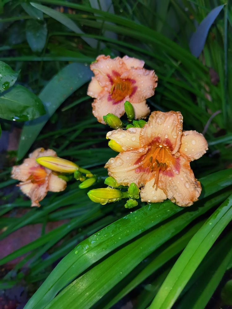 Photograph by Серафима Силина