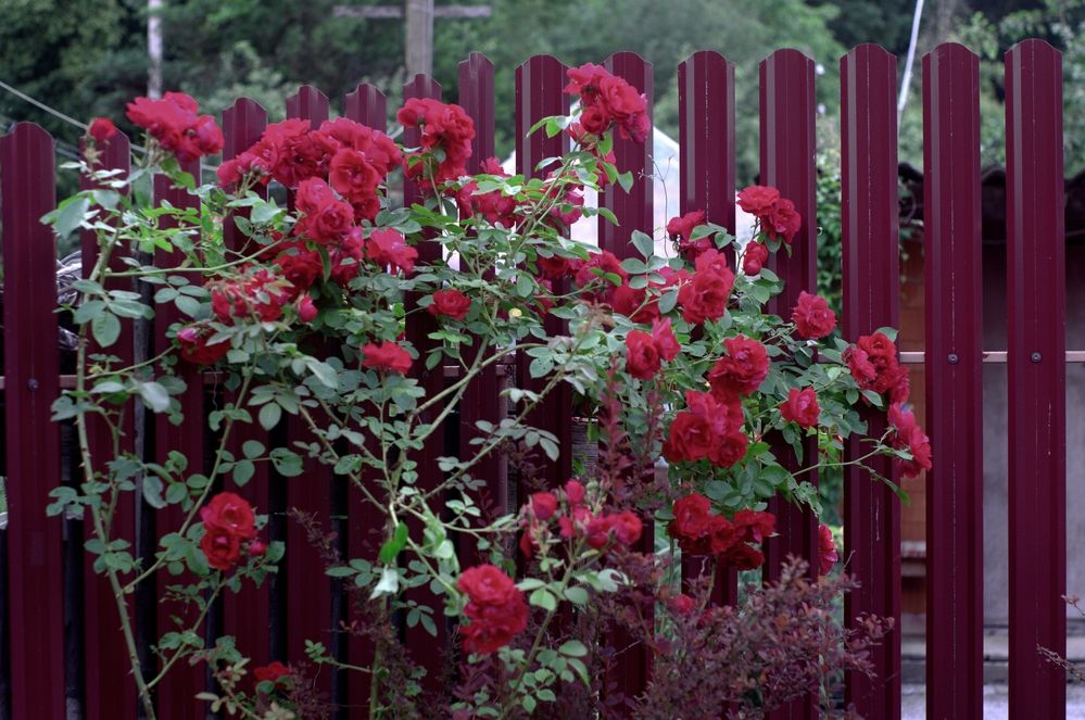 Photograph by Виктор Савельев