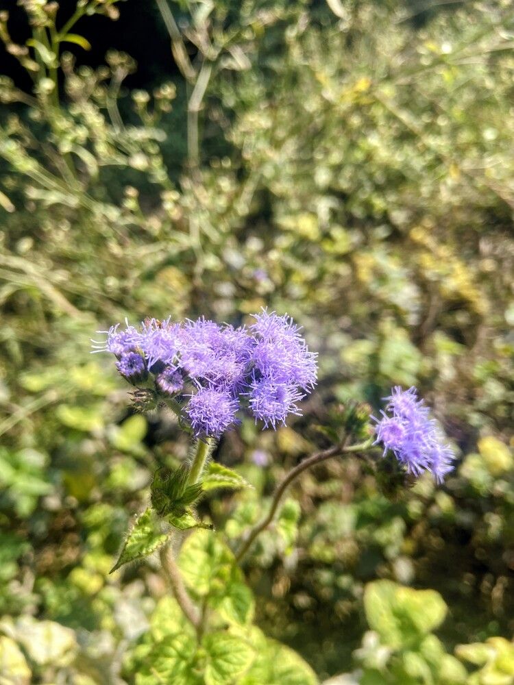 Photograph by Shivam Kashyap