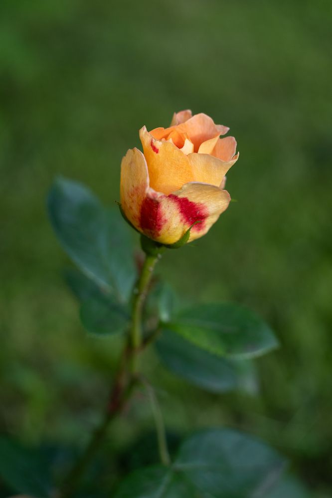 Photograph by Анна Яковлева