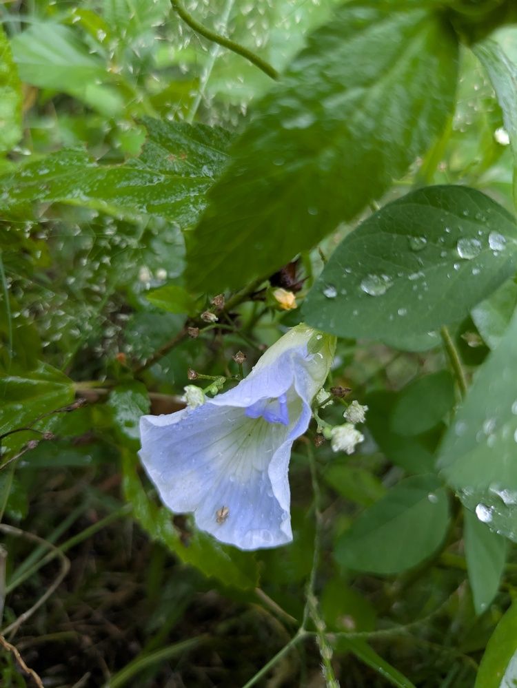 rainbow reflection in flower