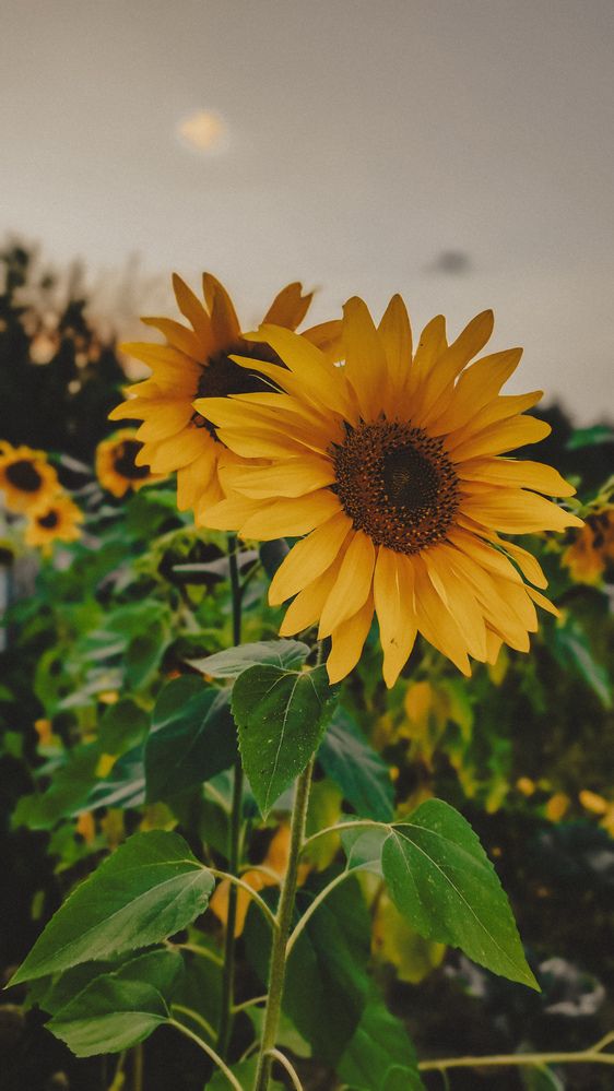 Photograph by Глушакова Татьяна Николаевна