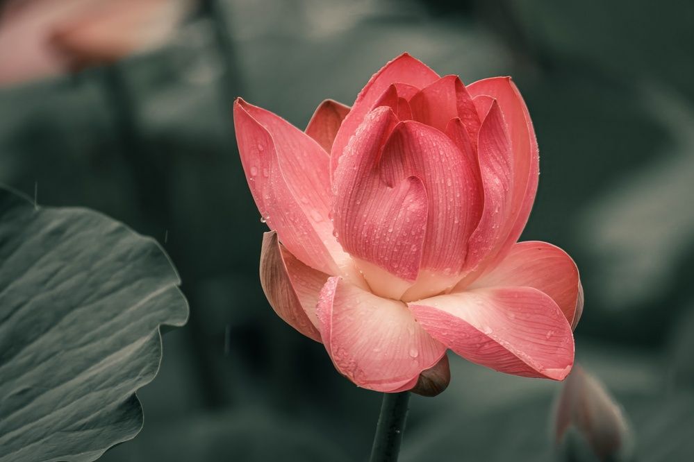 Лотосы Комарова