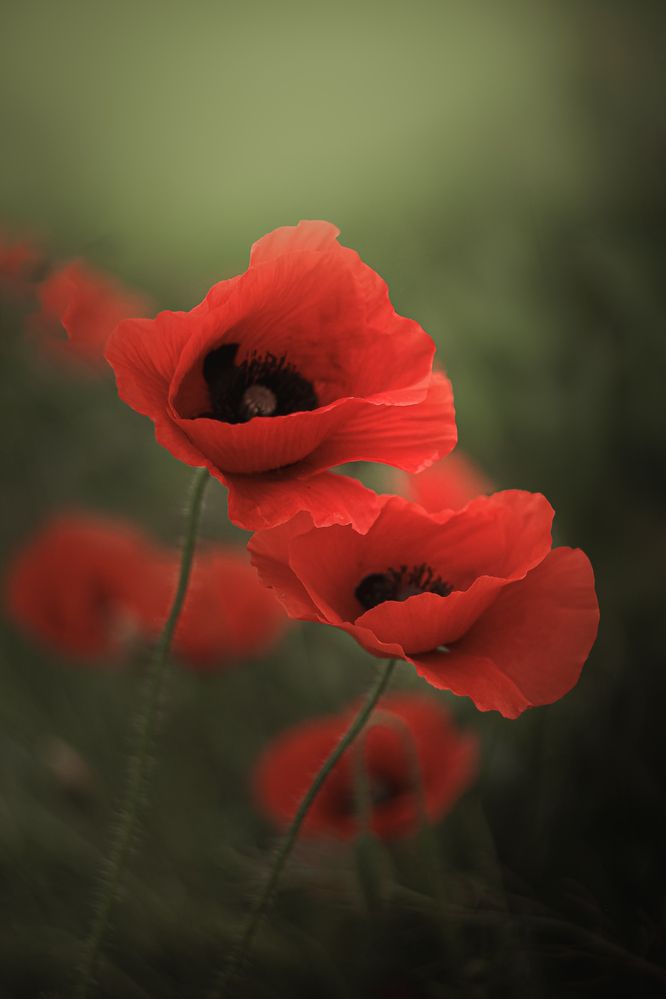 Photograph by Анна Тен