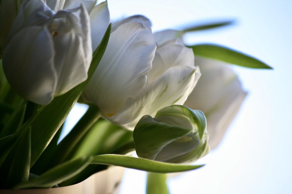 Photograph by Михаил Некрасов