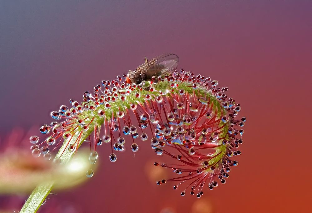 Росянка охотится