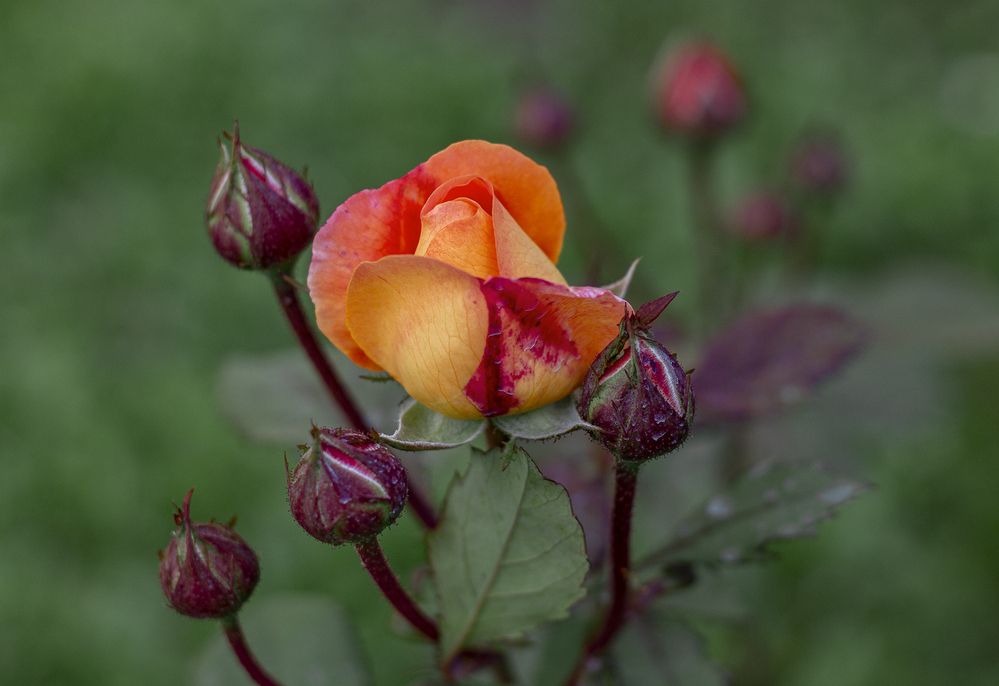Photograph by Лидия Чугришина