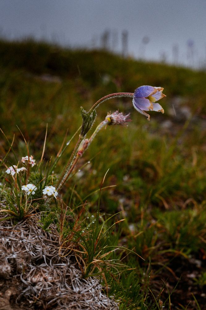 Photograph by Елена Шевченко