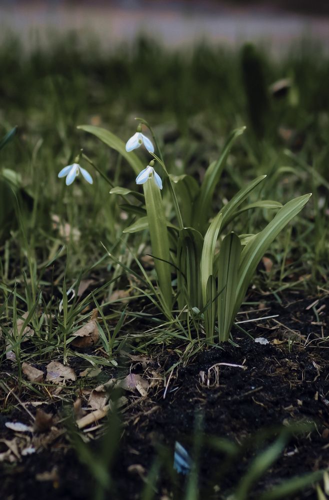 Фотография автора Медведева Елена