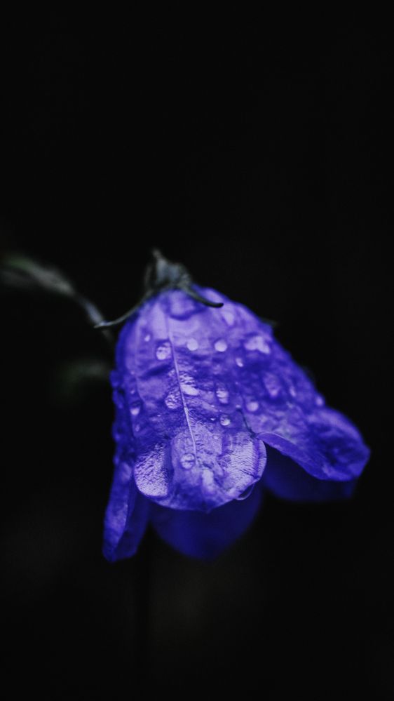 Фотография автора Медведева Елена