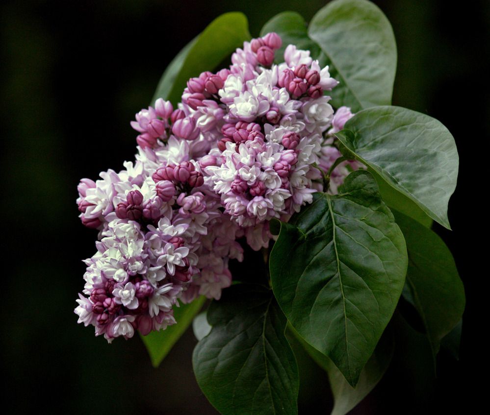 Photograph by Ирина Румянцева