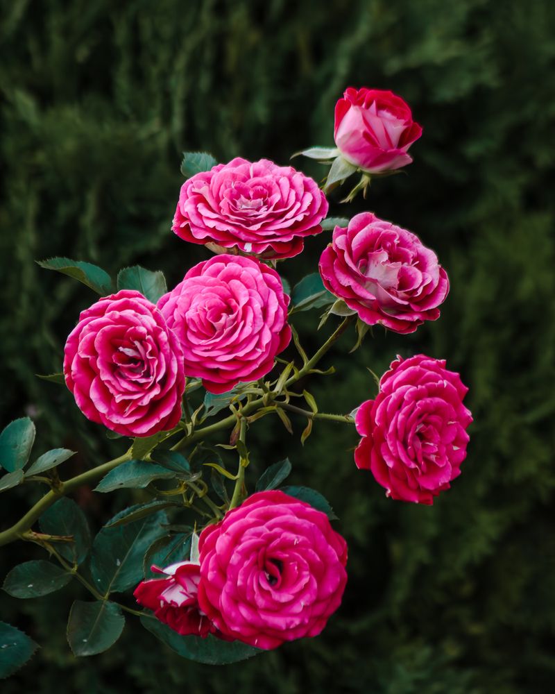 Photograph by Grigoriy