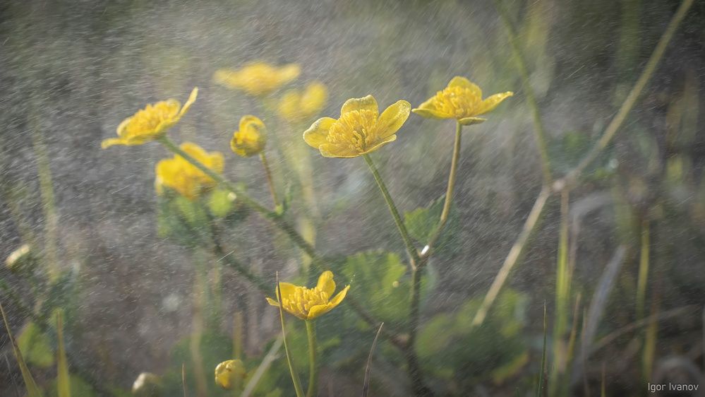 Photograph by Игорь Иванов