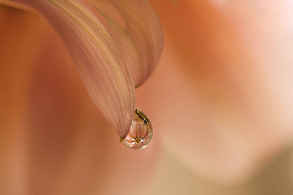 Photograph by Солодар Виктория