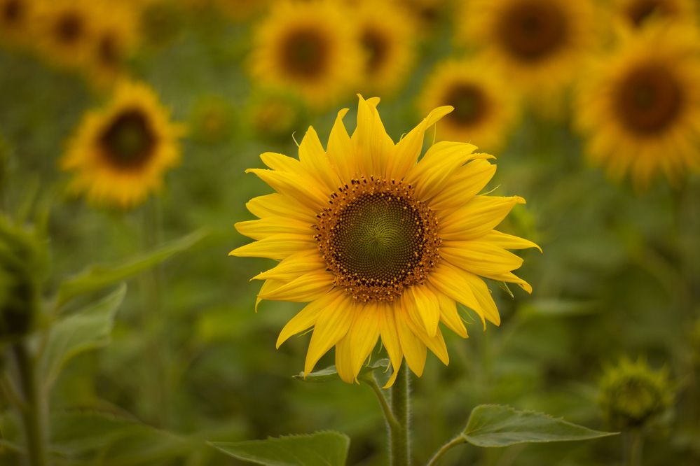 Photograph by Анна Яковлева