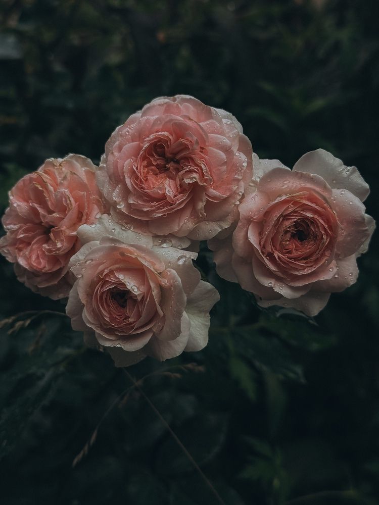 Photograph by Ксения Гулькова