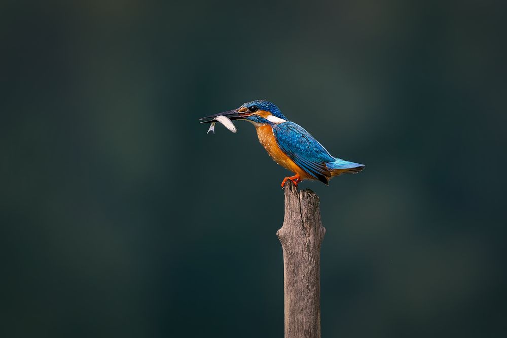 Photograph by Александр Перегудов