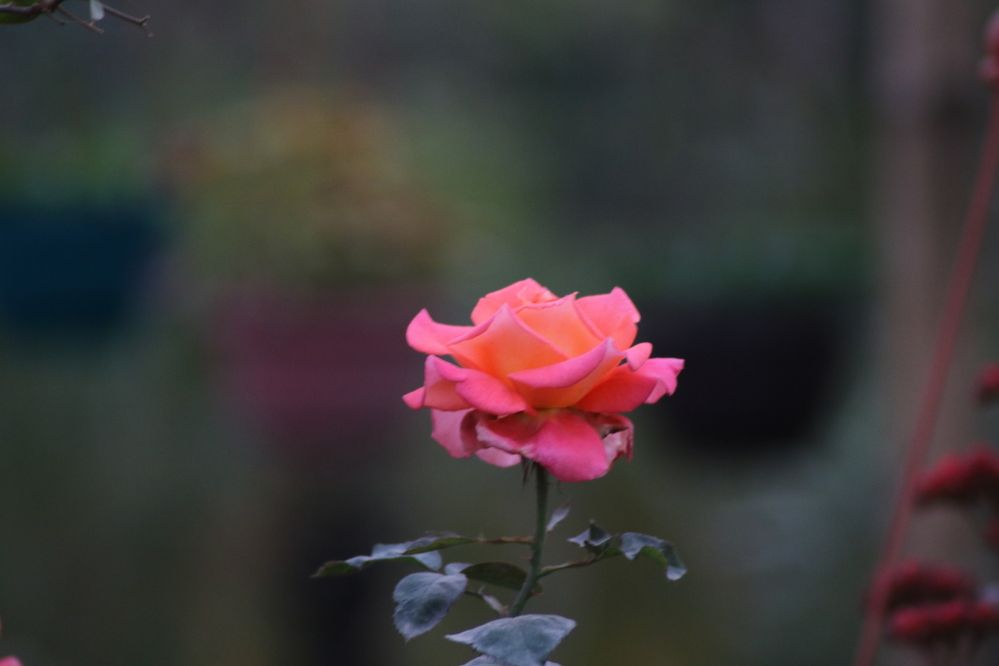 Photograph by Mostafa Shahriar