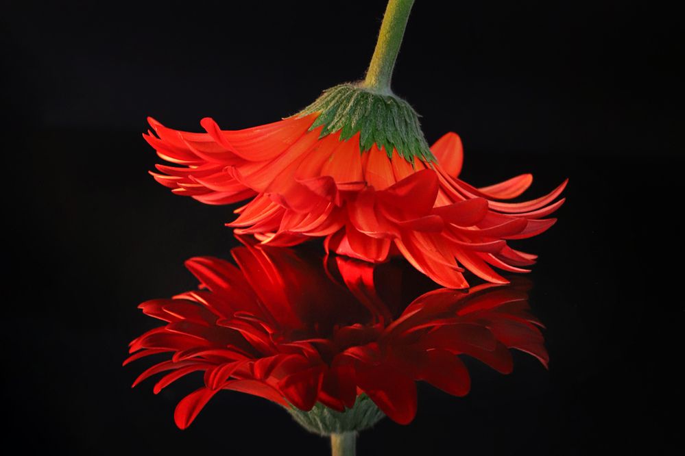 Фотография автора Светлана Цудзевич