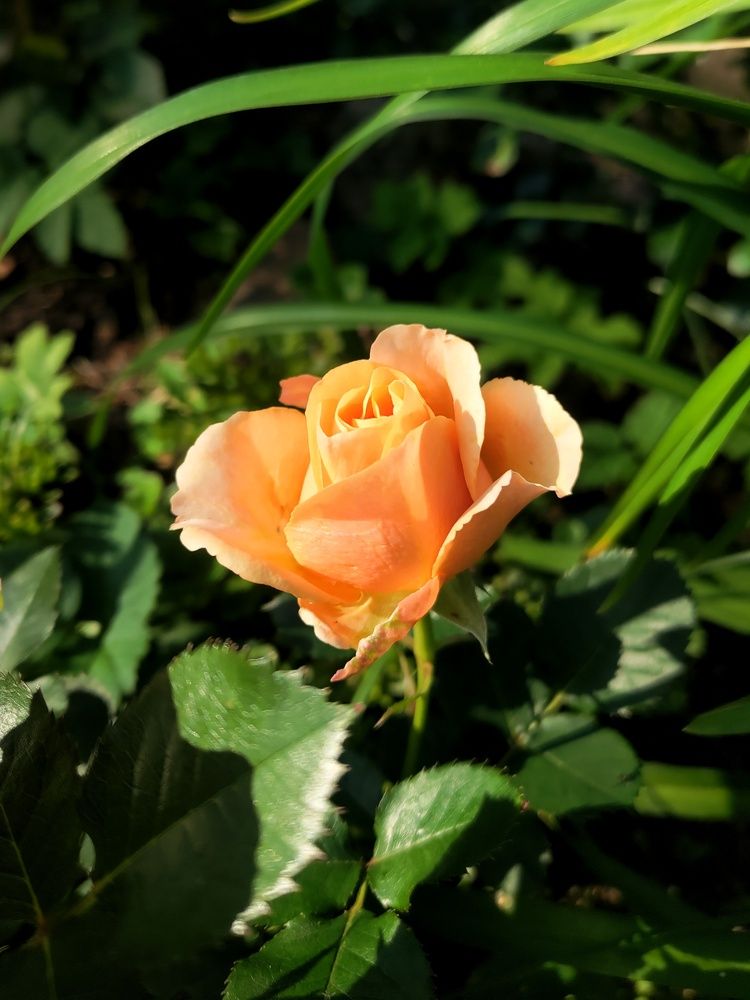 Photograph by Елена Орлова