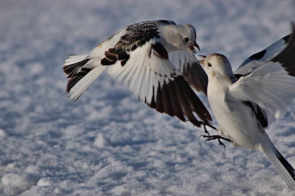 Photograph by Александр Велигура