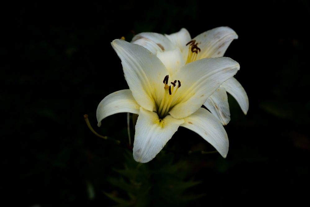 Photograph by Сергей Прищепа