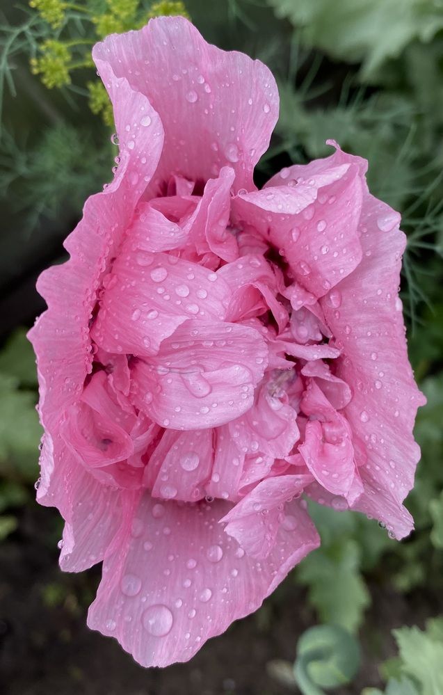 Photograph by Алиса Лукина