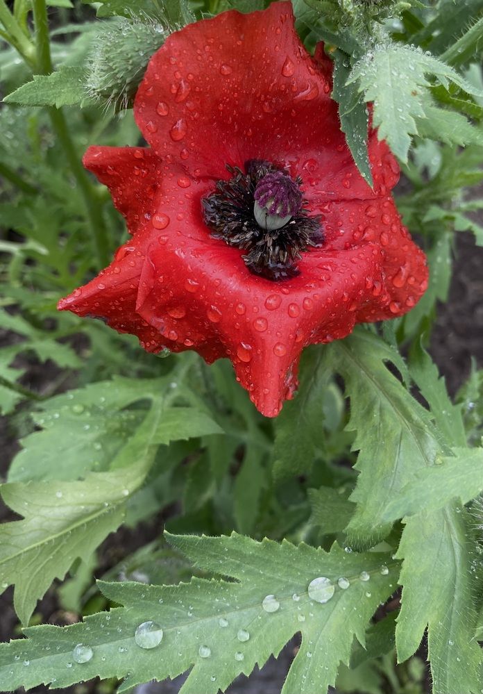 Photograph by Алиса Лукина