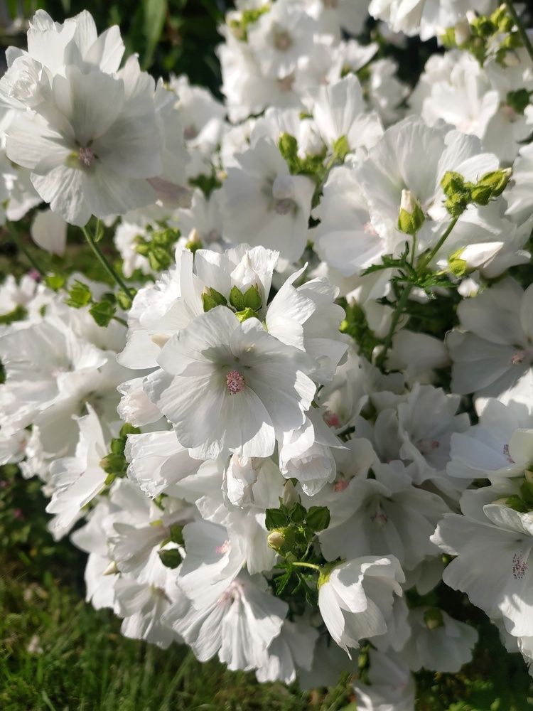 Photograph by Елена Орлова