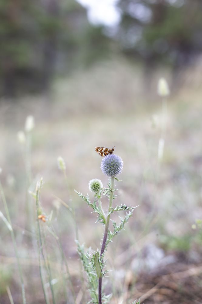 Photograph by Татьяна Шахматова